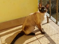 Oxie Diamante di Pardoneza*PL 