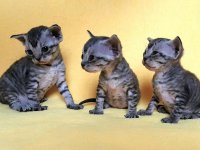 Figaro, Fumo, Fabio
