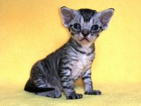 Figaro