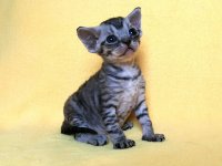 Figaro