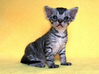 Figaro