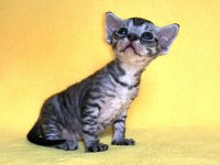Figaro